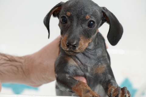 Puppy taking a bath