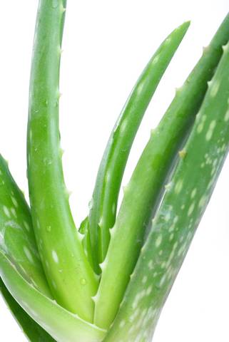 Aloe Vera Gel For Hair Spafromscratch Com