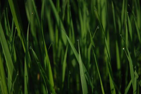 Lemongrass Essentail Oil