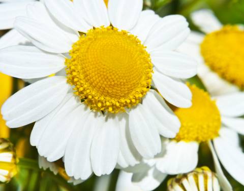 Roman and German Chamomile