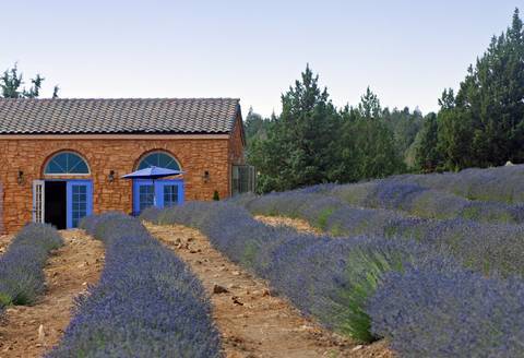 French Lavender Essential Oil