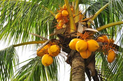 Coconuts in a Tree