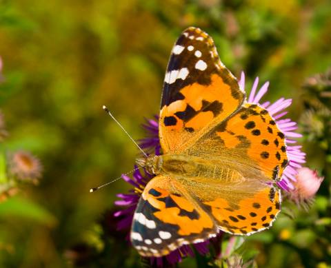 Butterflies and Happiness